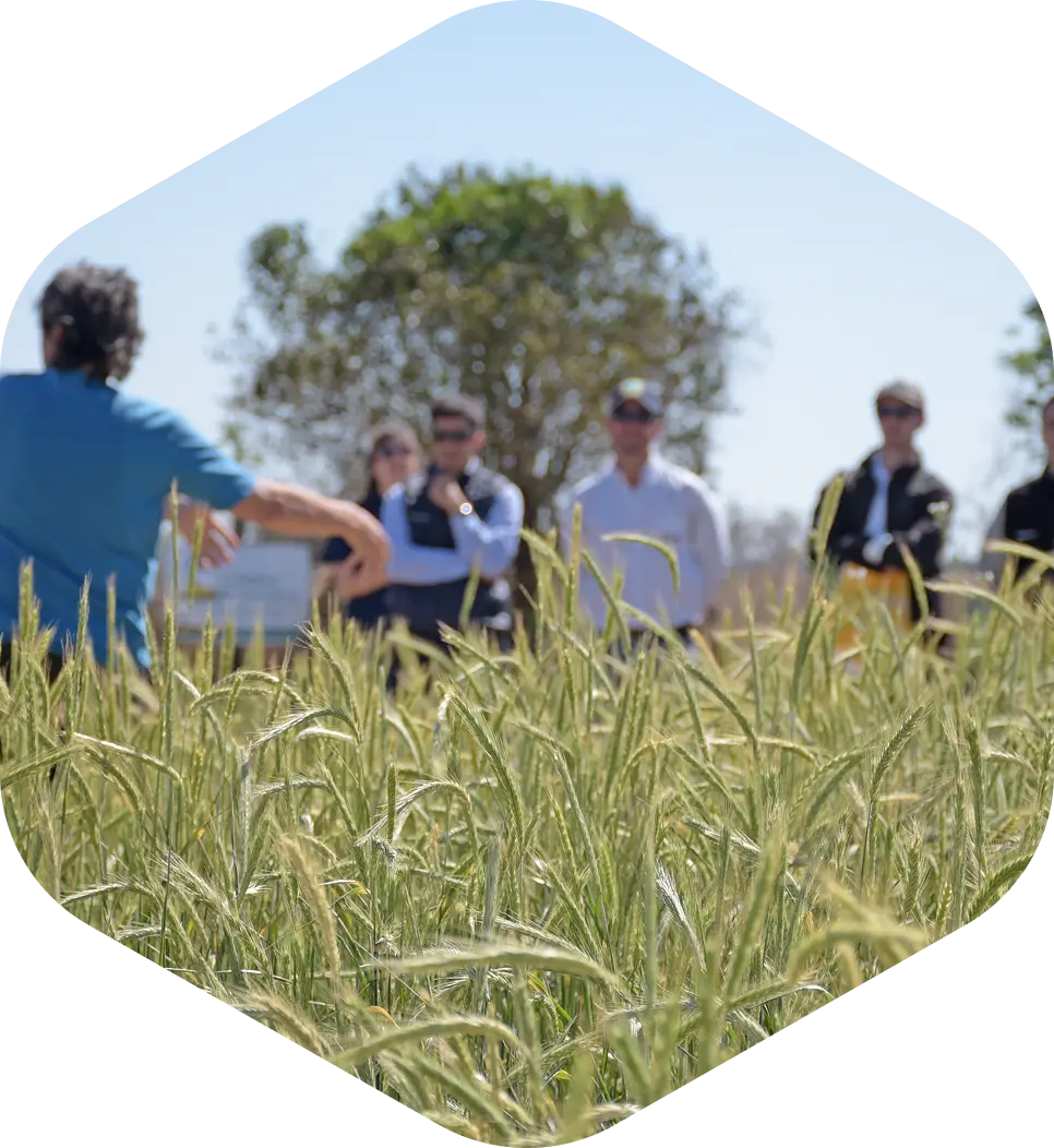 Campo de cultivo